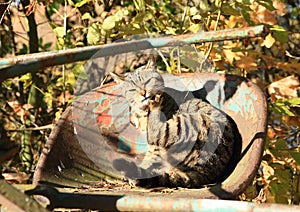 Tabby cat licking its paw on seat