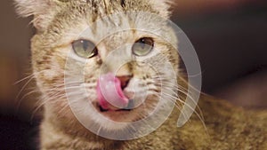 The tabby cat licks its face and fur. Pet. Personal care
