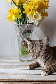 Tabby cat lies with a bouquet of white flowers and eyes closed