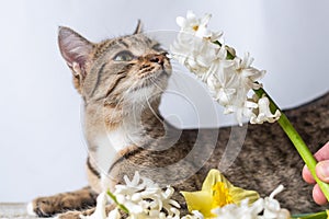 Tabby cat lies with a bouquet of white and yellow flowers