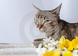 Tabby cat lies with a bouquet of white and yellow flowers
