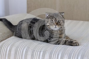 A tabby cat lies on the couch and looks into the frame . The Shatland breed is lop-eared.