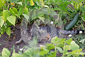 Cuadros gato descansa sobre el países en verdura jardín frijoles coles calabacín 