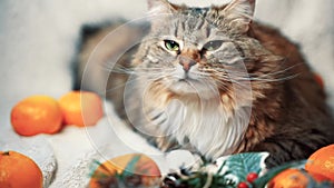 tabby cat lies on a white blanket among Christmas decorations, sniffing tangerines and the air around