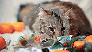 tabby cat lies on a white blanket among tangerines sniffing Christmas decorations