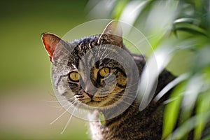 Tabby Cat with Lily Leaves