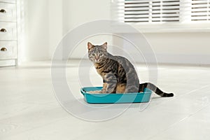 Tabby cat in litter box