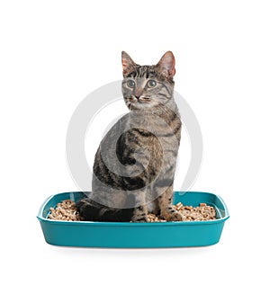 Tabby cat in litter box on background