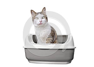 Tabby cat in a litter box looking curious to the camera and sticking out tongue.