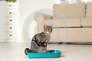 Tabby cat in litter box