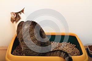 Tabby cat on litter box photo