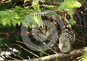 Tabby cat hiding in tree