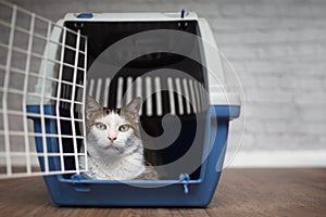 Tabby cat loking out of the open travel box.