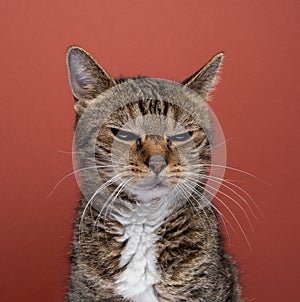 Tabby cat, looking angry portrait