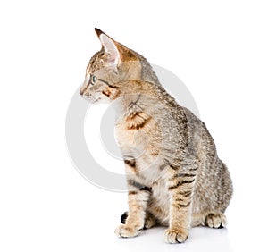 Tabby cat looking away. isolated on white background