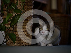 Tabby cat looking from behind flower pot