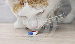 Tabby cat looking curious to medicine capsules on the table.