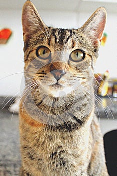 Tabby cat looking directly into the camera