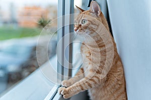 Tabby cat looking out the window is reflected in the glass