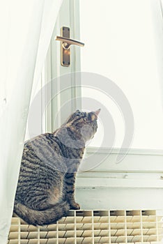Tabby cat looking to the window