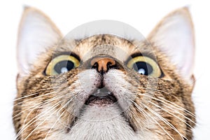 Tabby cat looking up photo