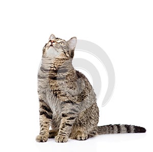 Tabby cat looking up. isolated on white background