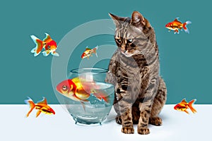 Tabby cat looks at goldfish in an aquarium