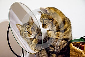 Tabby cat looks into the mirror. Cat in home. Beauty, style, salon.