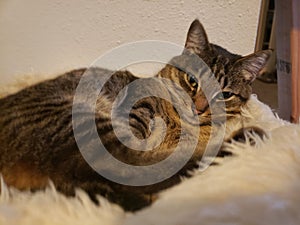 Tabby cat lounges on fuzzy white blanket