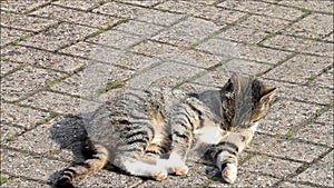 Tabby cat lying on cobbles on a farm