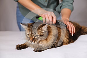 Tabby cat lying and enjoying being cleaned and combed. Combing the furry grey striped cat. The concept of pet care