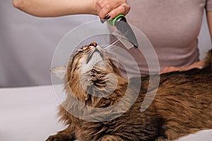 Tabby cat lying and enjoying being cleaned and combed. Combing the furry grey striped cat. The concept of pet care