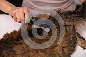 Tabby cat lying and enjoying being cleaned and combed. Combing the furry grey striped cat. The concept of pet care