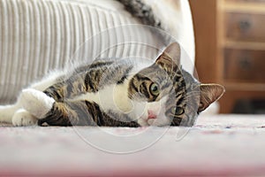 A tabby cat lying on the floor staring at the camera looking cute