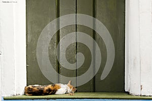 Tabby cat lying in front of a green wooden door photo