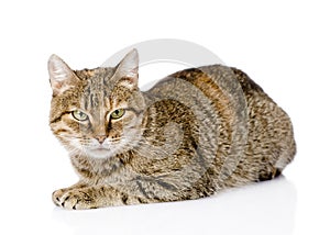 Tabby cat lying in front and looking at camera. isolated