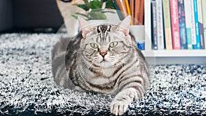 Tabby cat lying on fur black blanket. American short hair.