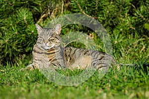 Tabby cat is lying in the garden by the tree. The cat is a pet, the family loves her. She is beautiful, happy and quiet.