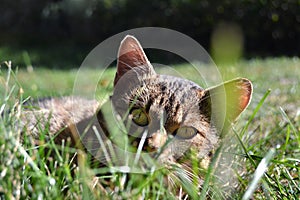 Tabby cat lying on the grass, looking into the camera