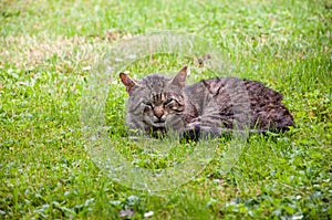 Tabby cat lying on green grass