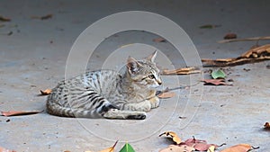 a tabby cat lying on the ground