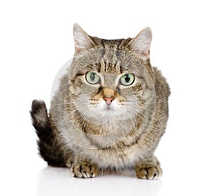 Tabby cat lying and looking at camera. on white