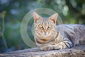 Tabby cat lying outside looking toward the camera