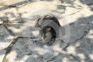 Tabby cat lying on a paved ground