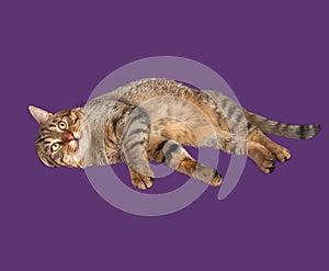 Tabby cat lying on purple