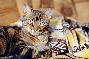 Tabby cat lying on a sofa at home