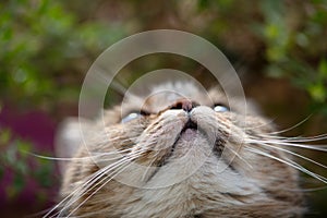 Tabby cat lying on a summer balcony
