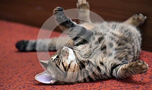 Tabby cat lying upside down