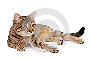 Tabby cat lying on white