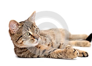 Tabby cat lying on white